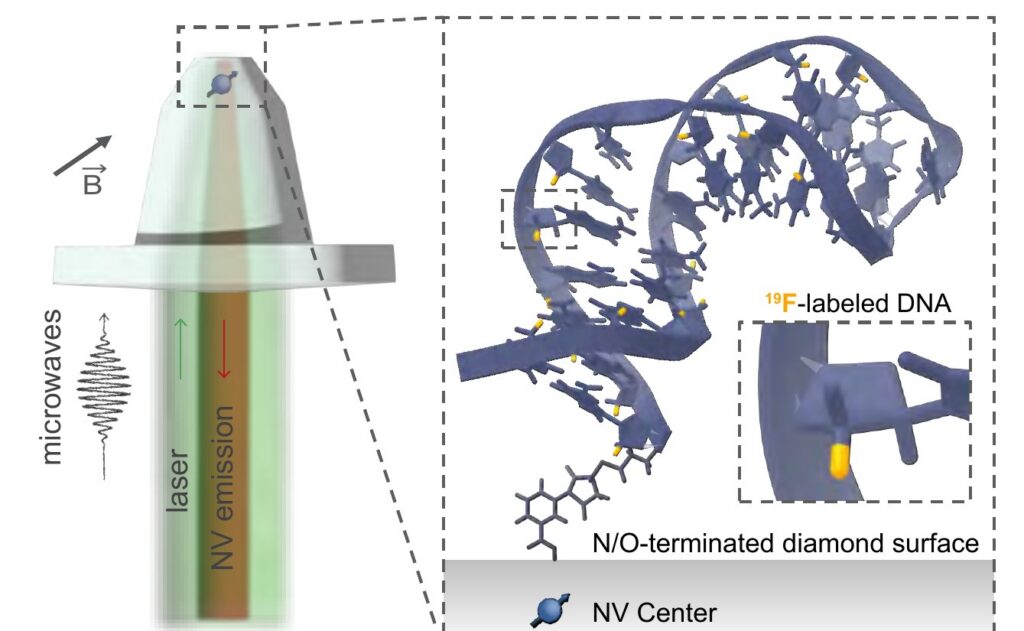 Schematic of a diamond nanopillar with a shallow NV center sensing 19F-labeled DNA on the diamond surface