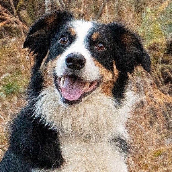 Suki, a black, white and tan dog